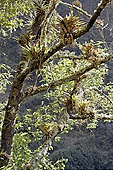 Bromeliads of the cloud forest along the Inca Trail